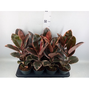 Ficus elastica 'Belize'