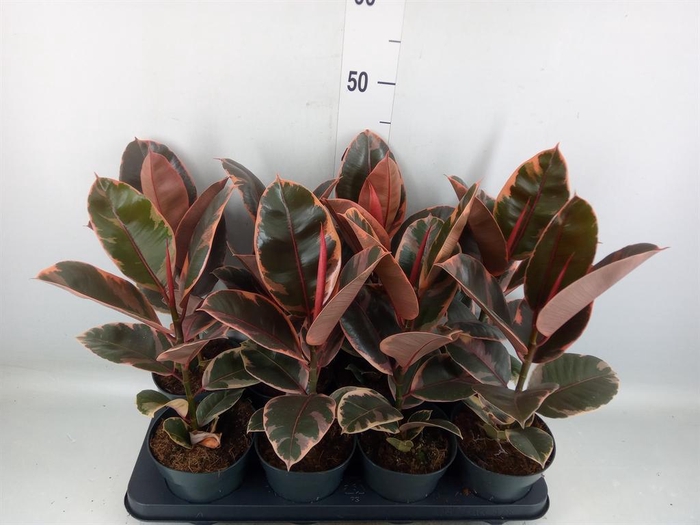 <h4>Ficus elastica 'Belize'</h4>
