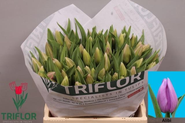 <h4>TU EN ALIBI</h4>