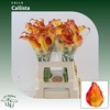 Calla Callista