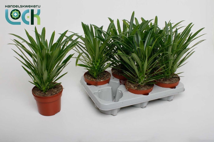 <h4>PACHYPOD LAMEREI</h4>