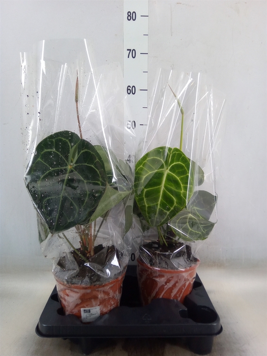 <h4>Anthurium clarinervium</h4>