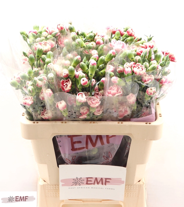 <h4>DI TR 'FUNKY'</h4>