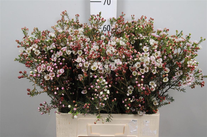 <h4>Chame Moonl Delight</h4>