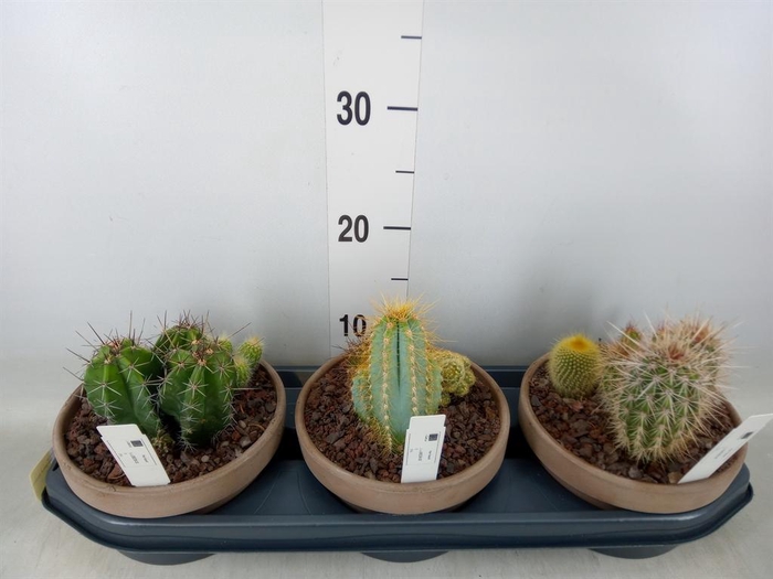 <h4>Cactus   ...</h4>