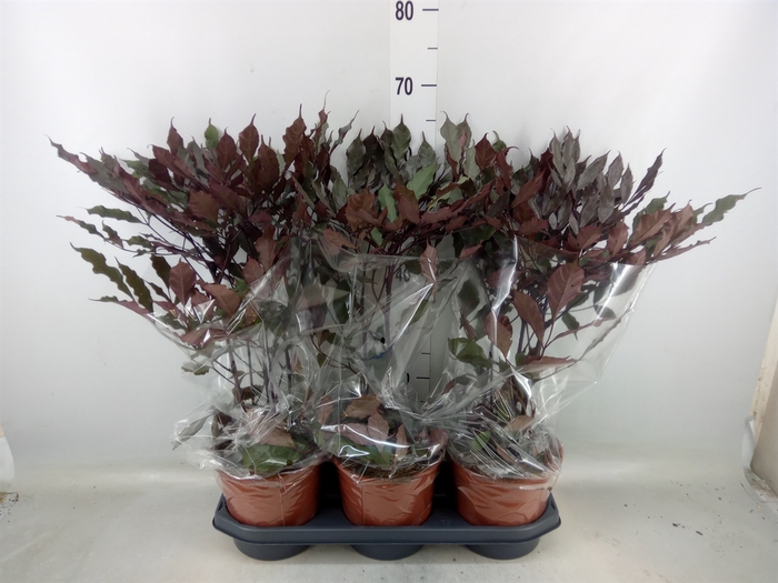 <h4>Leea guineensis 'Burgundy'</h4>