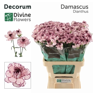Dianthus ST 'Damascus'