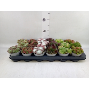 Sempervivum   ...