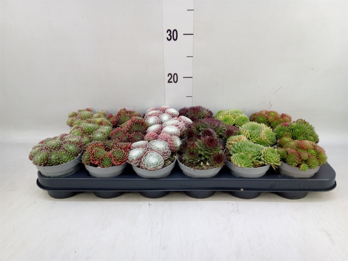 <h4>Sempervivum   ...</h4>