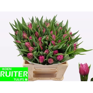 TU DU DOUBLE PRINCES