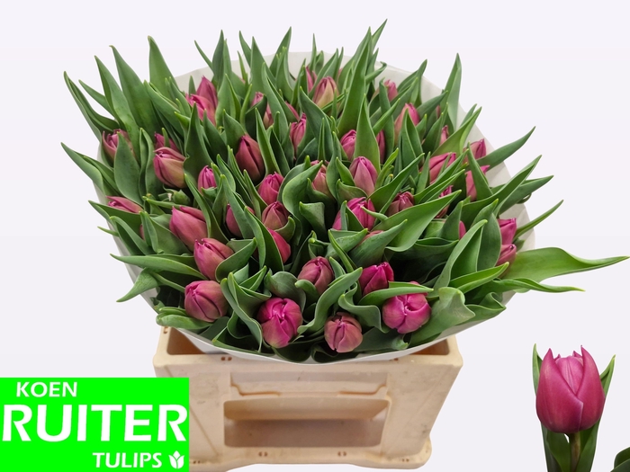 <h4>TU DU DOUBLE PRINCES</h4>