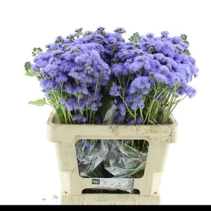 AGER H BLUE HORIZON
