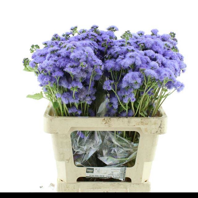 <h4>AGER H BLUE HORIZON</h4>