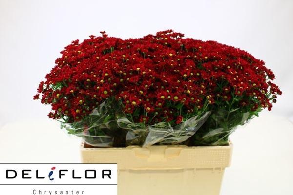 <h4>CHR SAN LADYBIRD</h4>