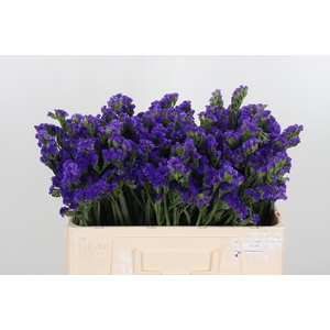 Limonium Crystal Dark Blue
