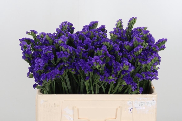 <h4>Limonium Crystal Dark Blue</h4>