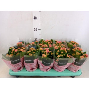 Kalanchoe blos. 'Serenity Pink'