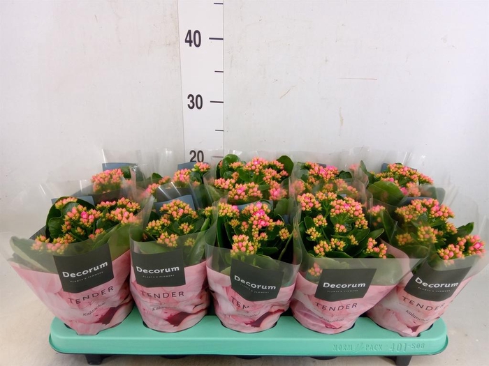 <h4>Kalanchoe blos. 'Serenity Pink'</h4>