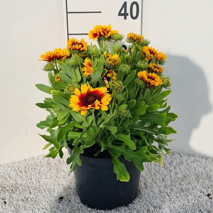 <h4>Gaillardia Spintop Red Starburst P19</h4>