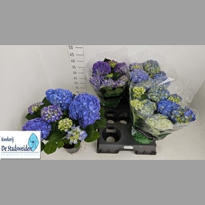 HYDR M BLAUER ZWERG