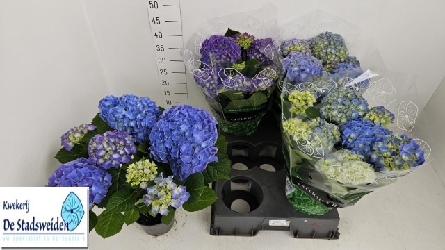 <h4>HYDR M BLAUER ZWERG</h4>