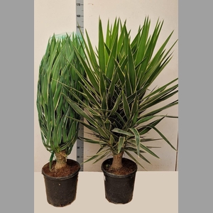 YUCCA  PUCK