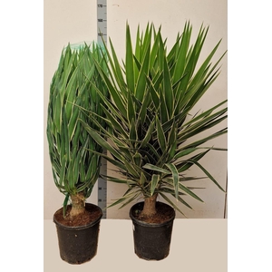 YUCCA  PUCK