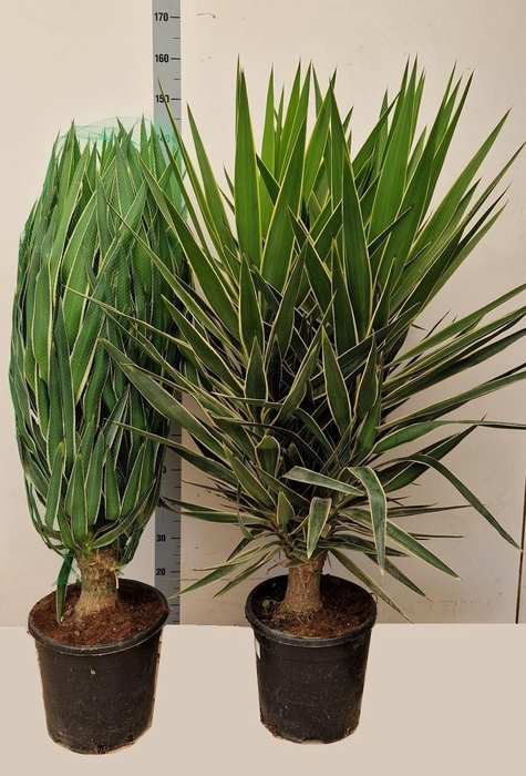 <h4>YUCCA  PUCK</h4>