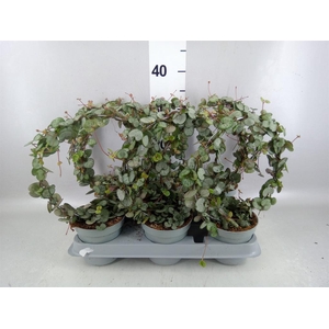 Ceropegia woodii ssp. woodii