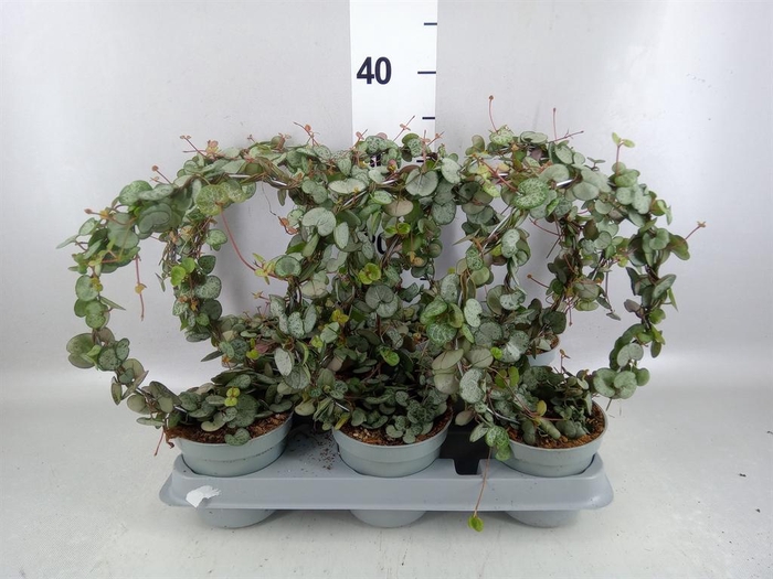 <h4>Ceropegia woodii ssp. woodii</h4>