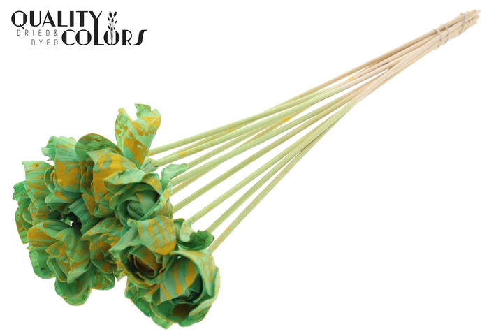 Shola Dear Holly 6cm on stem Splashed Mint/Yellow