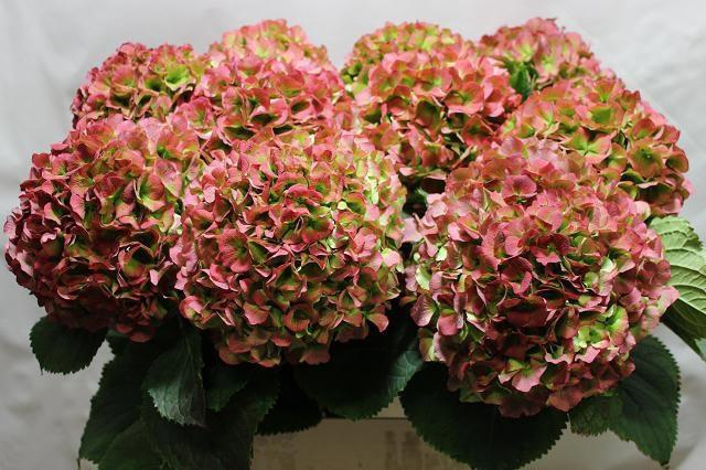 <h4>HYDR M CH VERENA CL</h4>