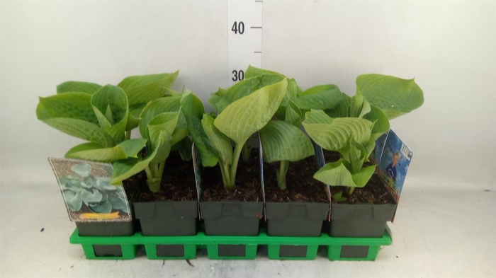 <h4>Hosta   ...</h4>