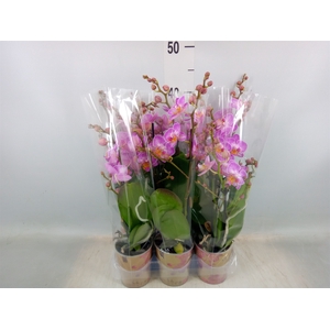 Phalaenopsis multi.   ...rose