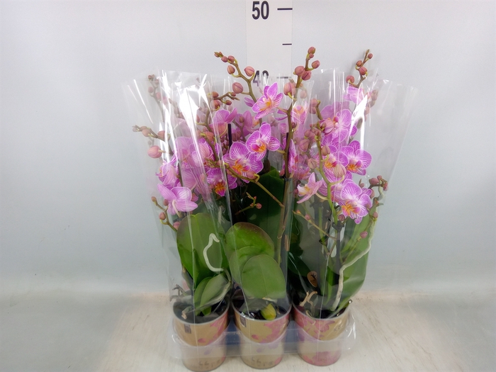 <h4>Phalaenopsis multi.   ...rose</h4>
