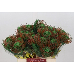 Nutans Painted Green