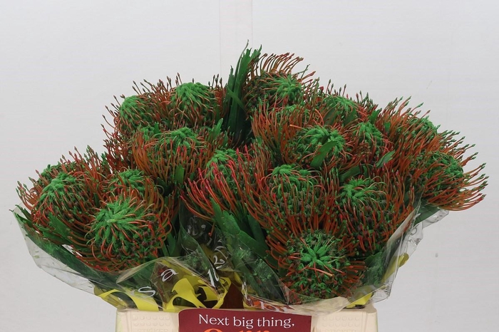 <h4>Nutans Painted Green</h4>