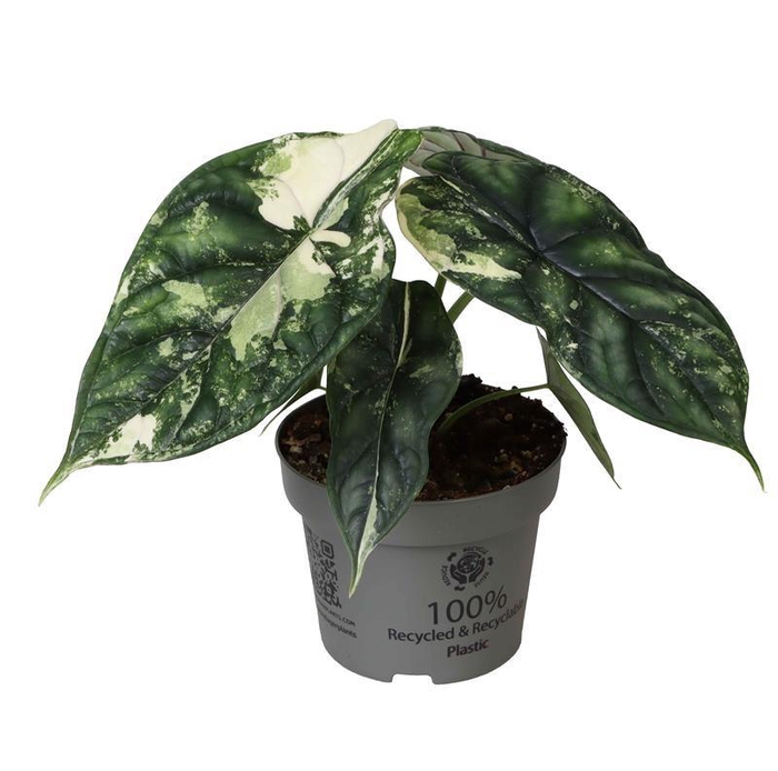 <h4>Alocasia Baginda Dragon Scale Variegata</h4>
