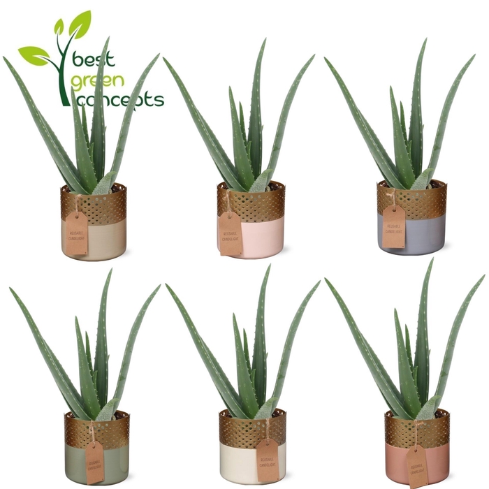 <h4>ALOE VERA</h4>