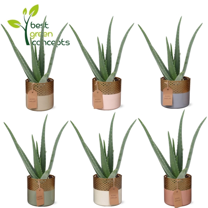 <h4>ALOE VERA</h4>