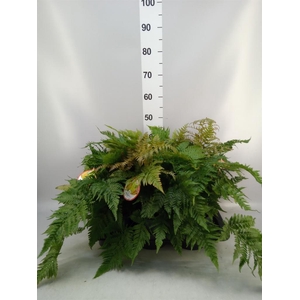 Dryopteris erythrosora