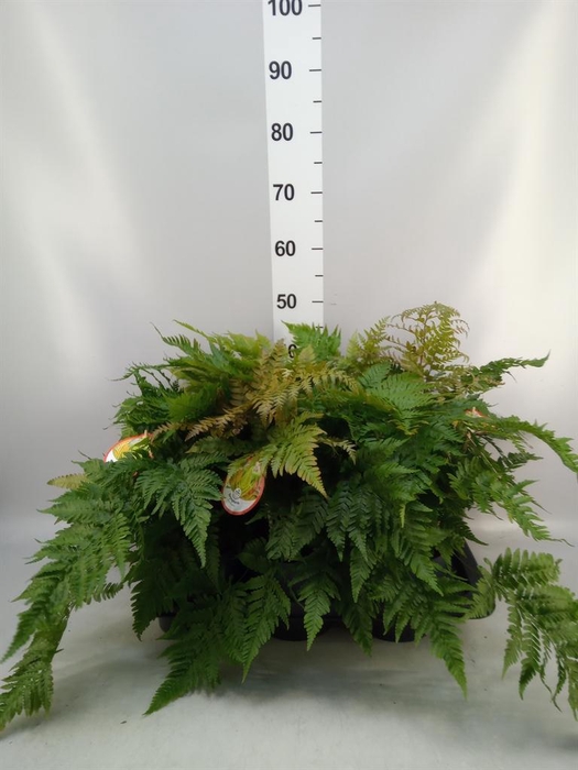 <h4>Dryopteris erythrosora</h4>