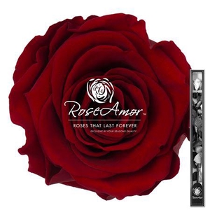 60cm Stem Red01