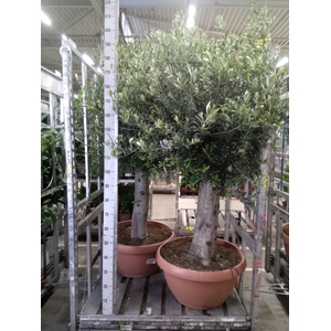 Olea europaea