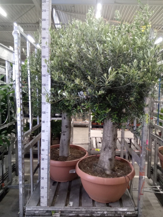 <h4>Olea europaea</h4>