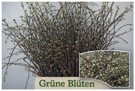 <h4>Kersebloesem P Bos Extra</h4>