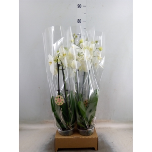 Phalaenopsis   ...white