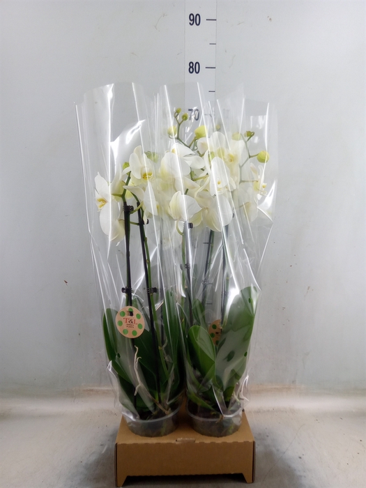 <h4>Phalaenopsis   ...white</h4>