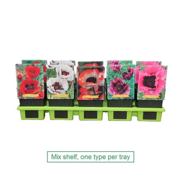 <h4>Papaver mix 6x10 srt. per laag P11</h4>