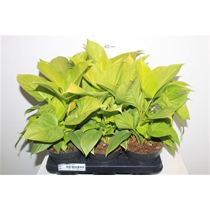 Homalomena Lemon Lime